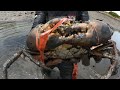 Amazing Crab Catcher Fisherman