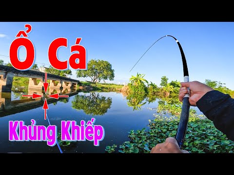 Video Quá Khủng Khiếp với Ổ CÁ TO Dưới Chân Cầu - Thả Mồi... - youtube