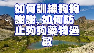 如何訓練狗狗謝謝,如何防止狗狗藥物過敏 by Pets TV 74 views 6 years ago 6 minutes, 47 seconds