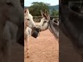 Hope starts with you fundraising link in bio #Donkey#equestrian#trendingshorts#fyp#viral