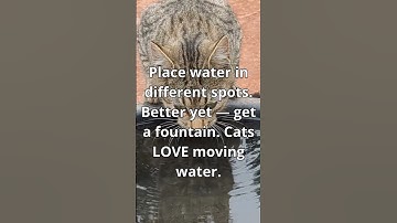 Your Cat Might Be Dehydrated Right Now! The importance of fresh water!