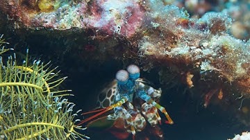 DaVinci Resolve for Underwater Videographers: Part I – Sample Video