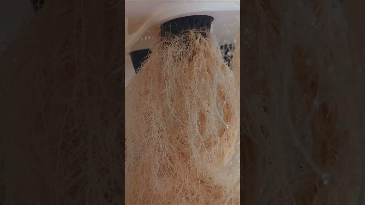 Aeroponic System: Cannabis Wurzeln vs.Trauermücken