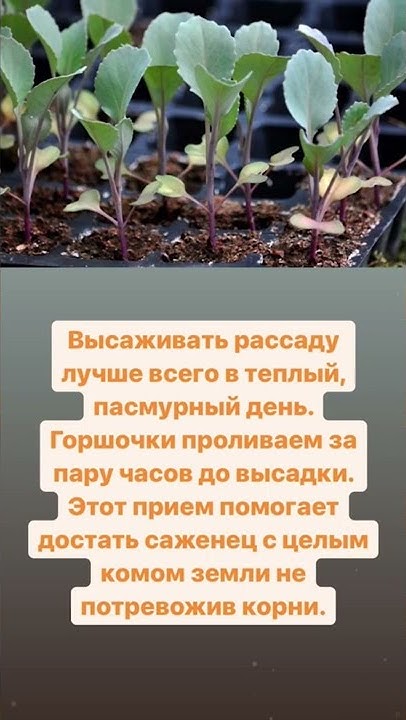 Где посадить цветную капусту лучше всего #дачныйагроном #садиогород # ...
