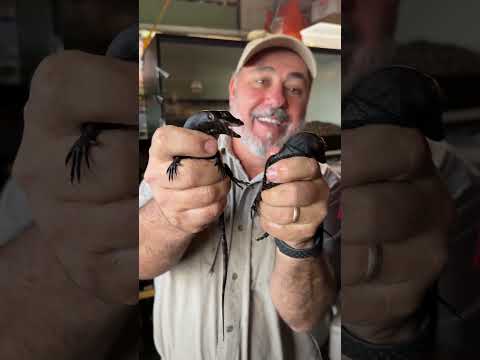 Got some baby black dragons 🐉 these little guys are crazy!