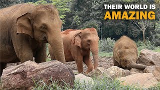 Elephants Animals Collection in elephant orphanage sri lanka 2023