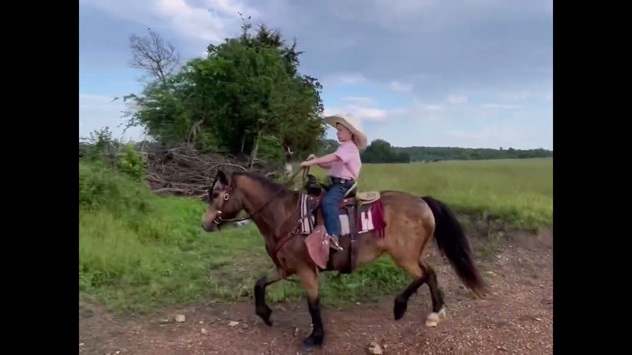Duchess 12 hands Gypsy Pony