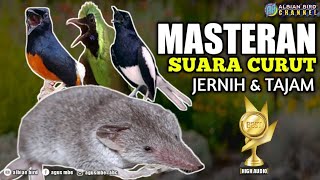 SUARA CURUT TAJAM || MASTERAN SUARA CURUT