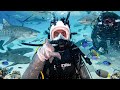 irl stream in Bahamas 🇧🇸 + Shark Diving 🦈
