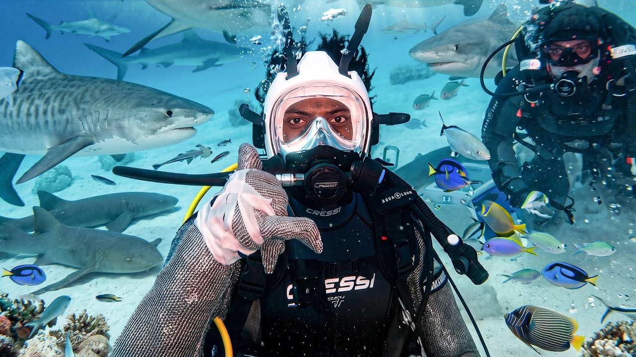 irl stream in Bahamas 🇧🇸 + Shark Diving 🦈