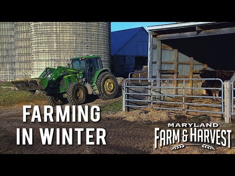 Video: In de winter was er een tekort aan wat in de veehouderij?