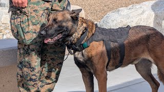 Army opens new Camp Pendleton veterinary hospital