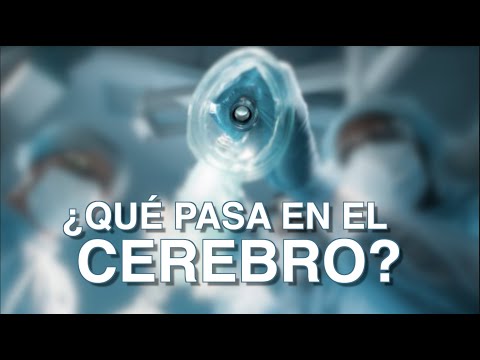 Vídeo: Los Investigadores Han Descubierto Cómo Funciona La Anestesia En Las Plantas - Vista Alternativa