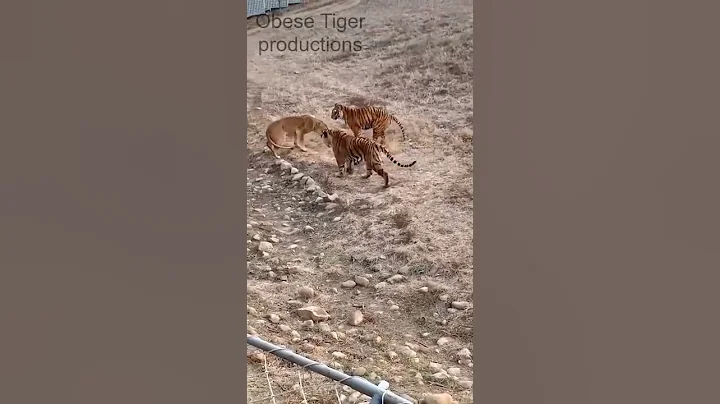 Lion vs Tiger [QUEEN AND FATTIES]