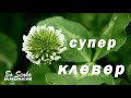 Клевер красный и белый - отличный результат посадки. Супер клевер!