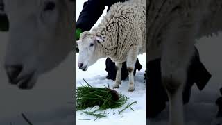 Saving a Horned Sheep Shot by an Arrow |#SheepRescue #savinglives #WildlifeCare #helicopterrescue