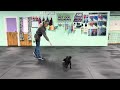 Winston - Multi Dog Home Info &amp; Tips when Dealing with Resources, Ways to Set Them up for Success 