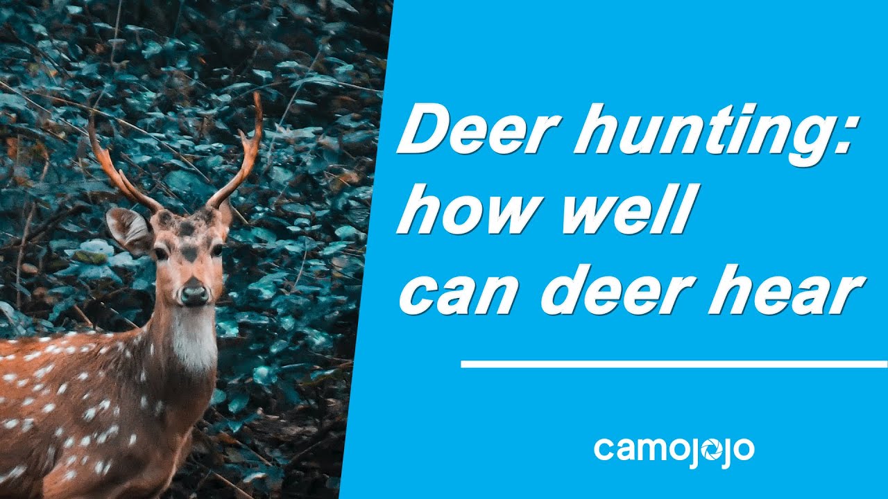 【Camojojo】Deer hunting how well can deer hear YouTube