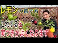 【レモン】実をつける2つのポイントを実践解説します！【ガーデニング】【園芸】