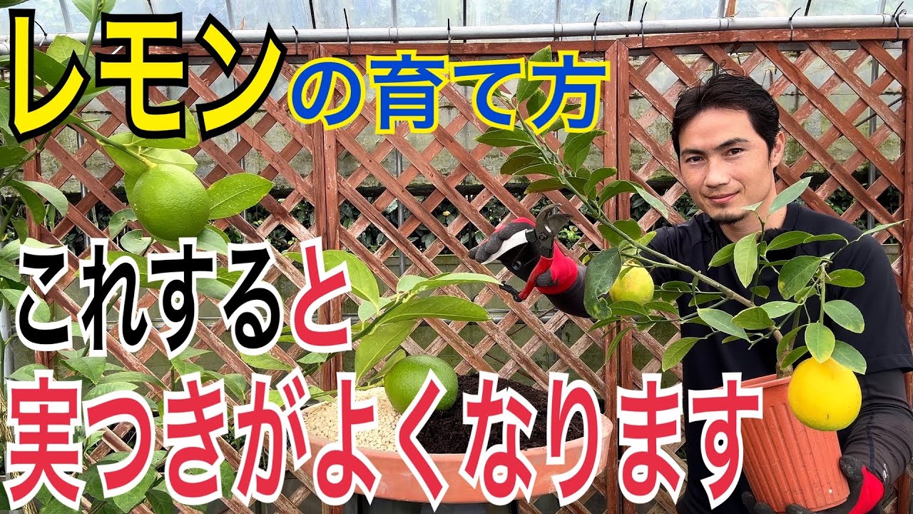 【レモン】実をつける2つのポイントを実践解説します！【ガーデニング】【園芸】