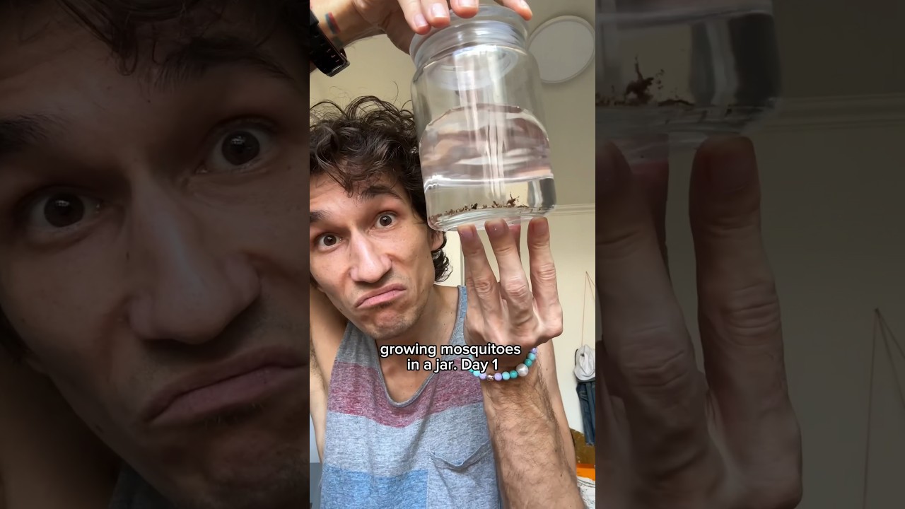 Day 1: Growing mosquitoes in a jar #mosquito #mosquitos