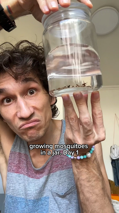 Download lagu Day 1: Growing mosquitoes in a jar #mosquito #mosquitos