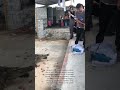Feeding Crocodiles Golf Style!