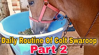 Baby Horse Daily Routine Hindi | Daily Diet and Other Information Part 2 | Colt Swaroop