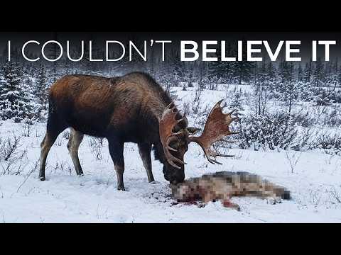 A Giant Moose Is Killing Wolves and Grizzly Bears in the Yukon — And It’s Getting Worse