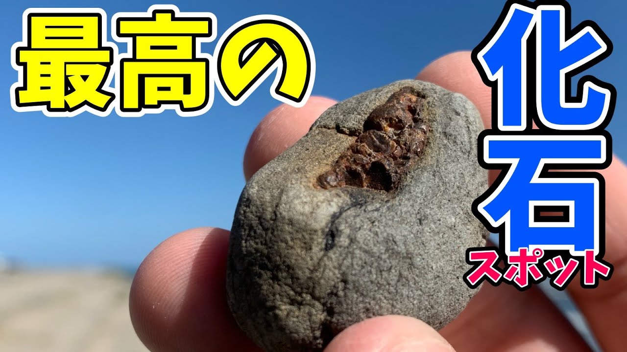 【化石探し】駅チカ！関東でまさかの白亜紀の化石採取！（鉱石系Vtuber）＃鉱石 ＃宝石 ＃化石 ＃Vtuber ＃アウトドア ＃science ＃恐竜