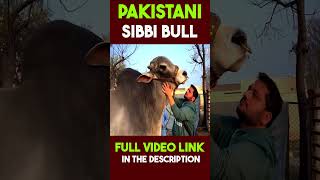 PAKISTANI SIBBI BULL #facts #shorts #sibbibull