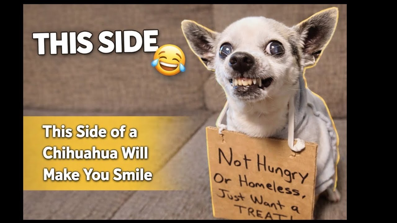 This Side of Chihuahuas Will Make You Smile All day 😍🐶