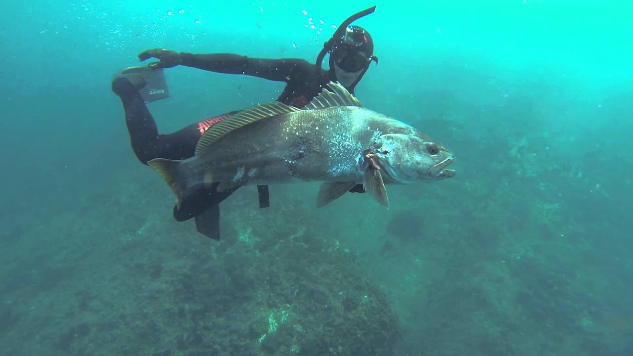 Coffs Harbour Spearfishing Ep 3 YouTube