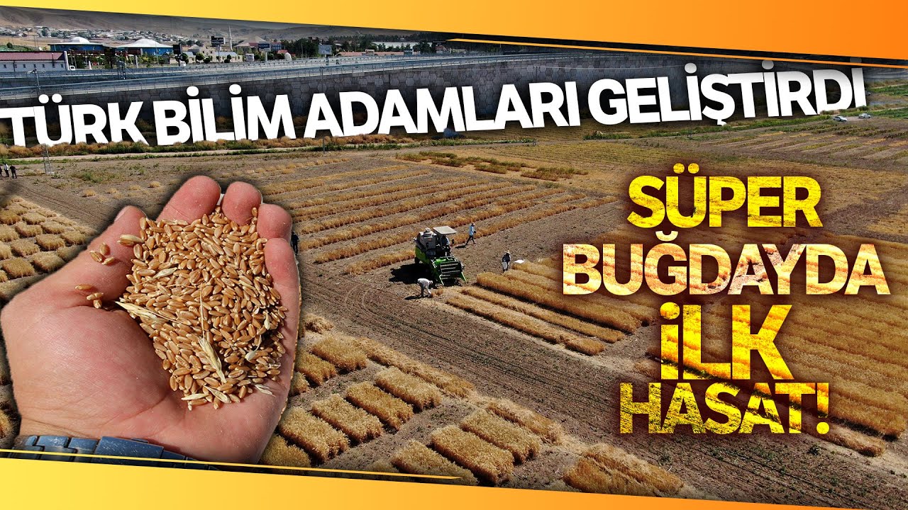Dünya İçin Umut Olan Süper Buğdayda İlk Hasat Gerçekleşti