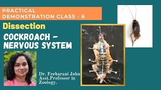 Dissection - Cockroach Nervous System| Zoology Practical Class - 6 by Dr.Feebarani John