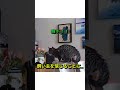 飛ぶかどうか迷うネコ