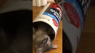 Manfaat kecoa bagi kucing#shorts