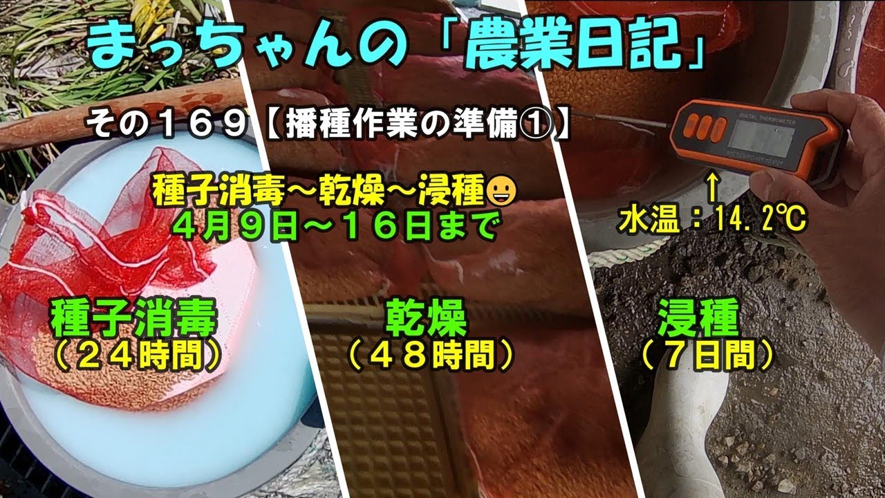 その１６９【播種作業の準備①】種子消毒～乾燥～浸種😀