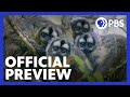 Primate Social Structures and Success