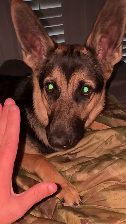 How To Calm A German Shepherd #shorts