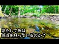 【魚道開通】果たして魚は開通した魚道を登っているのか?【水中映像】
