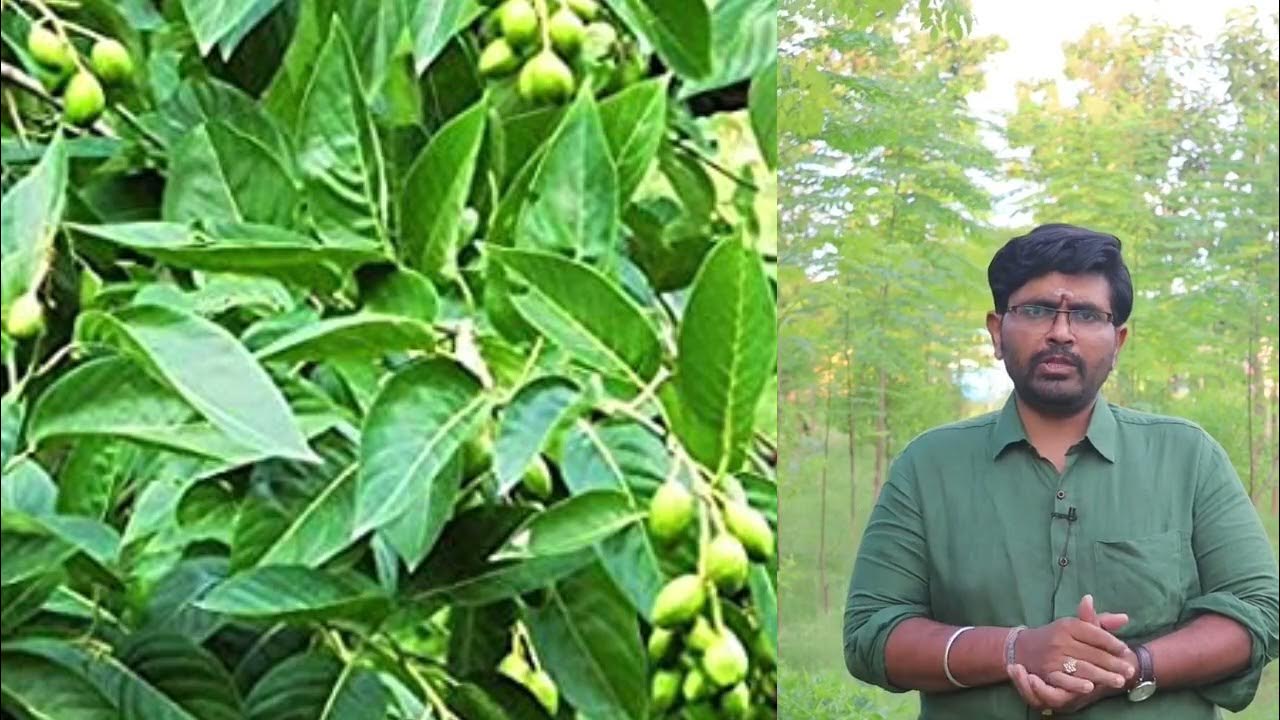 நாள்-16-கடுக்காய் மரம்! Day-16-Haritaki tree! காயகல்ப வாழ்விற்கு ...