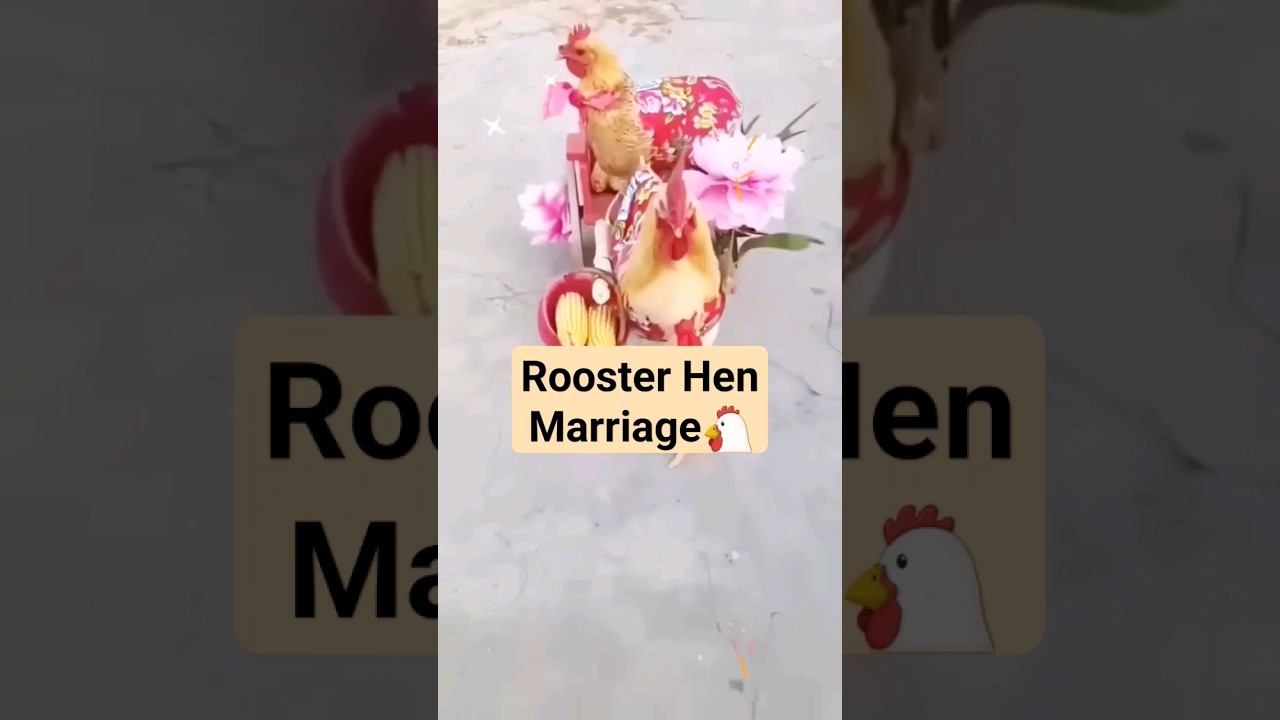 Rooster Hen marriage 