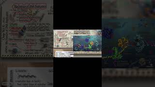 DNA Replication Explained | Complete Mechanism Step by Step @NabeelArifBiologist part 2
