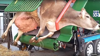 LIVE!!! Proper Care For Cows That Will Surprise You | Best Working Compilation| Big Farm Machines