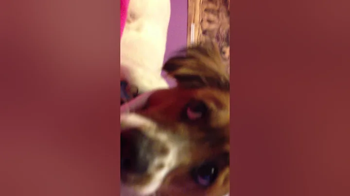 The Underwear Dog