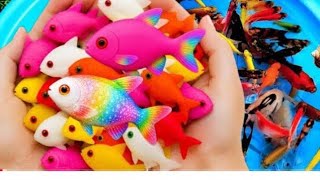 Lepas ikan, ikan koi, ikan mas, ikan koki, ikan hias, ikan lele, ikan cupang, ikan pensil, kura kura