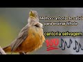 Melhor cantoria de de sabi laranjeira para esquentar seu pssaro