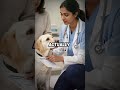 Vet Assistant Exposes Clinic Scamming Elderly Pet Owners - What Happened Next Will Shoc...