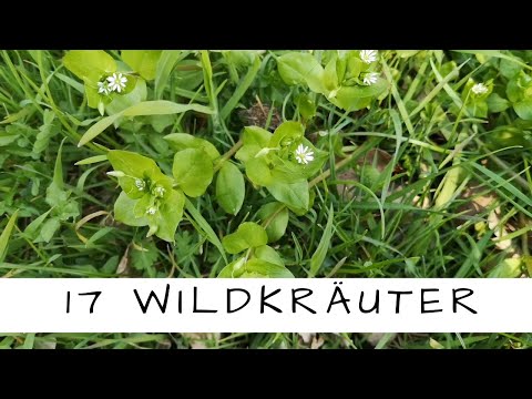 17 wertvolle Wildkräuter für Deine Gesundheit erkennen und sammeln!